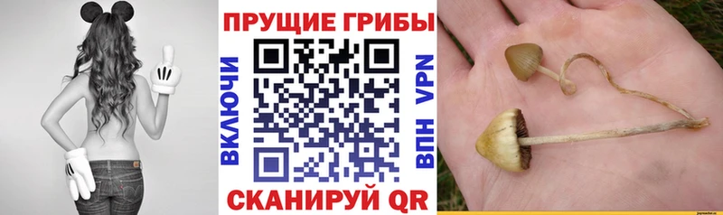 Псилоцибиновые грибы мухоморы  Павловская 